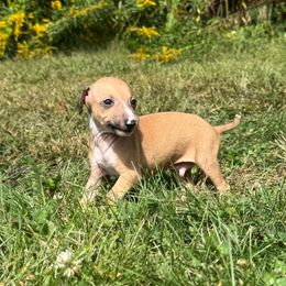 Sammy - Fawn male Italian Greyhound puppy in Wilkes Barre, Pennsylvania from Laraz Pupz