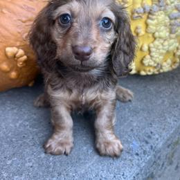 Lulu girl one - Chocolate and cream female Dachshund puppy in Payette, Idaho from NT Mini Doxies