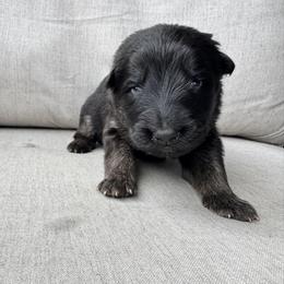 Boy 3 - male German Shepherd puppy in Liberty Hill, Texas from Liberty Shepherds