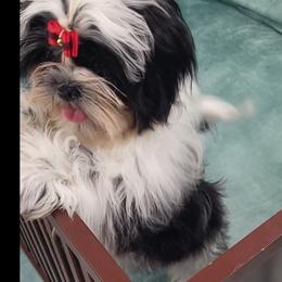 Ike AKC - Black and white male Shih Tzu puppy in Troutville, Virginia from Mountain Pass Barn