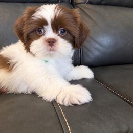 Lloyd - Liver and white male Shih Tzu puppy in Kettering, Ohio from The Ruff Life Tribe