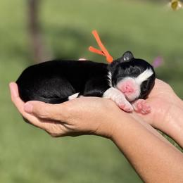 Nova - Black and white female Border Collie puppy in Conway, Missouri from 2J 2K Border Collies | Maremma Sheepdogs