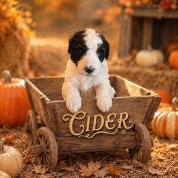 Cider - Black and white male Bernedoodle puppy in Julian, Pennsylvania from Happy Valley Doodles