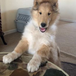 Collie Puppies from CYNDELLA COLLIES