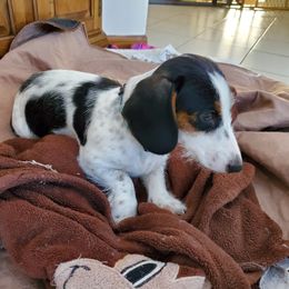 Zanna - Dachshund