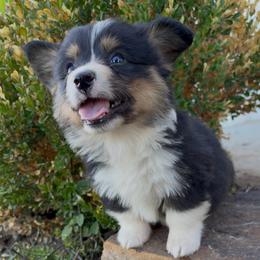 Dean - Black and tan male Pembroke Welsh Corgi puppy in Beggs, Oklahoma from Blue Diamond Corgi’s