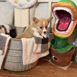Red Collar - Red female Pembroke Welsh Corgi puppy in Darlington, Wisconsin from D&D P.W.Corgi's