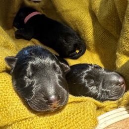 German Shepherd puppies from Ransomshire Shepherds
