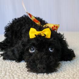 Stella - Black female Cavapoo puppy in Apopka, Florida from Rae Precious Puppies