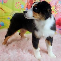 Midge - Black tri-color female Australian Shepherd puppy in Waddell, Arizona from Winsome Aussies