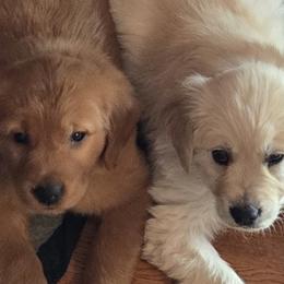 Golden Retrievers from Rodgers Retrievers