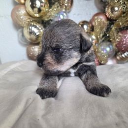 Scrappy - Salt and pepper male Miniature Schnauzer puppy in Titusville, Florida from Alysha's Grandbabies