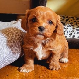 Cavalier King Charles Spaniel Puppies from Puppyloversplace