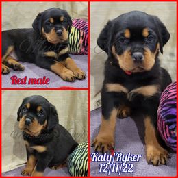 French Bulldog, Miniature Schnauzer, and Rottweiler Puppies from Mystique Kennel