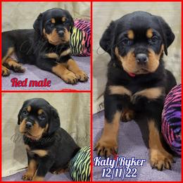 French Bulldog, Miniature Schnauzer, and Rottweiler Puppies from Mystique Kennel