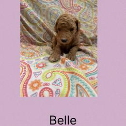 AKC Standard poodle Belle - Red  female Poodle puppy in Harrisburg, Arkansas from Ransone’s Ridge Runners Poodles and Doodles
