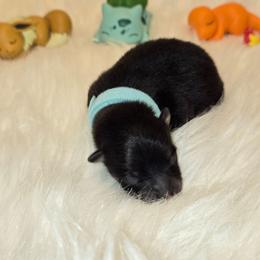 Baby Blue Male - Black and tan male Pomeranian puppy in Buckeye, Arizona from BL Poms Heaven