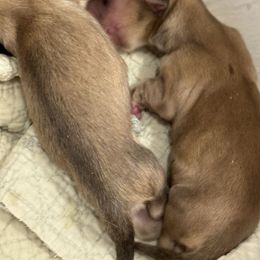 Fancy - Cream female Dachshund puppy in Ocala, Florida from Sugarbakers Kennel