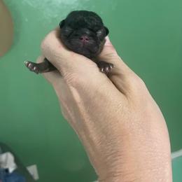 Male2 - Brindle male Shih Tzu puppy in Dallas, Texas from Almost Heaven Shih Tzu