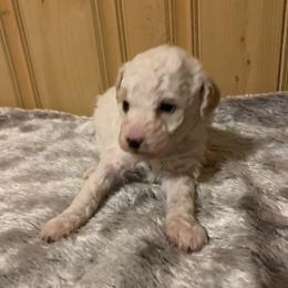 Gus - Parti male Poodle puppy in Haddam, Kansas from Golden B Acres
