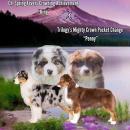 Australian Shepherd Puppies from Sweet Magnolia Aussies