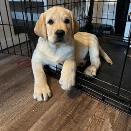 Labrador Retriever Puppies from SR Labrador Retrievers