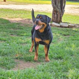 Rottweiler puppies from Michelle's Rottweilers