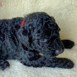 Poodle Puppies from Rosegold Poodles
