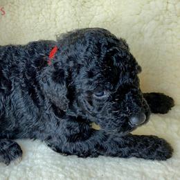 Poodle Puppies from Rosegold Poodles
