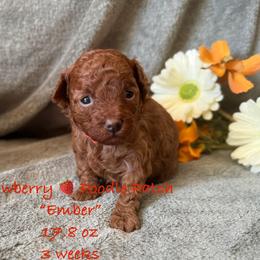 Ember - Red  female Poodle puppy in Boyes, Montana from Strawberry Poodle Patch