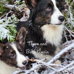 American Corgi and Cardigan Welsh Corgi Puppies from There and Back Again Corgis