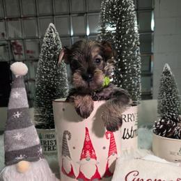 Shaggy (Green) - Salt and pepper male Miniature Schnauzer puppy in Titusville, Florida from Alysha's Grandbabies