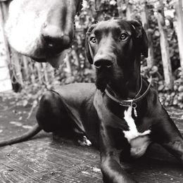 Great Dane Puppies from Dynamic Danes