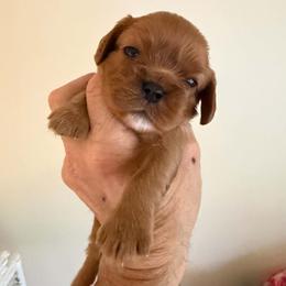 Red collar boy - Ruby male Cavalier King Charles Spaniel puppy in Oakland Township, Michigan from Summer Cavaliers
