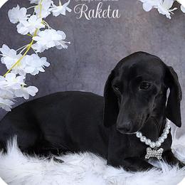 RAKETTA - Dachshund