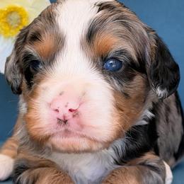 Two toe - Merle male Assorted Doodle Crosses puppy in Yuciapa, California from AlltheDoodlez_