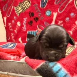 Ezekiel- Red collar - Black male Goldendoodle puppy in Van Buren, Missouri from Jami’s Goldendoodles & Poodles