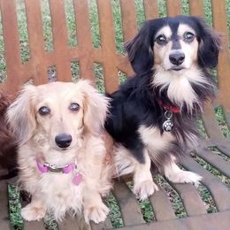 Dachshunds from Jax and Lily's Dachshund Puppies of Florida