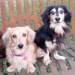 Dachshunds from Jax and Lily's Dachshund Puppies of Florida