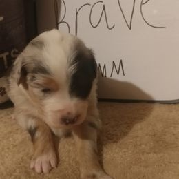Australian Shepherd Puppies from MND Aussies
