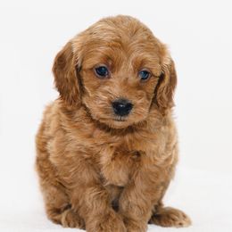Mira - Red  female Goldendoodle puppy in Slc, Utah from Timp Doodles