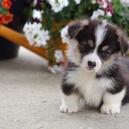 Basset Hound and Pembroke Welsh Corgi Puppies from Northstar Corgis and Basset Hounds