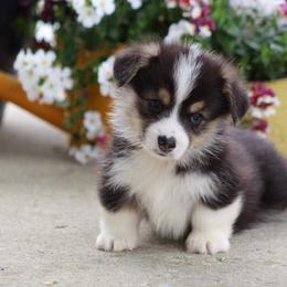 Basset Hound and Pembroke Welsh Corgi Puppies from Northstar Corgis and Basset Hounds