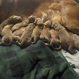Boy 4 - Golden Retriever puppy from Red Ridge Retrievers
