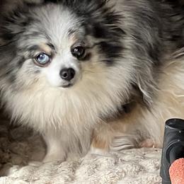 Rose - Blue merle female Pomeranian puppy in El Paso, Texas from Texas quality pomeranians