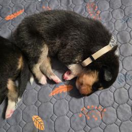 Beige - Black white and tan male Collie puppy in Wykoff, Minnesota from Country Collies