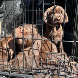 Female 2 - Liver female Pudelpointer puppy in Sioux Falls, South Dakota from Saddle Creek Kennels