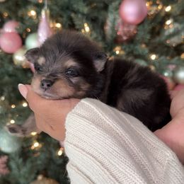 Vixen - Blue merle male Pomeranian puppy in Newport News, Virginia from Nel’s Pomeranians