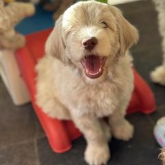 Australian Cobberdog Puppies from Mud Pies Australian Cobberdogs