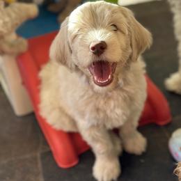 Australian Cobberdog Puppies from Mud Pies Australian Cobberdogs